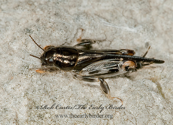 Neotridactylus apicalis 8023478z