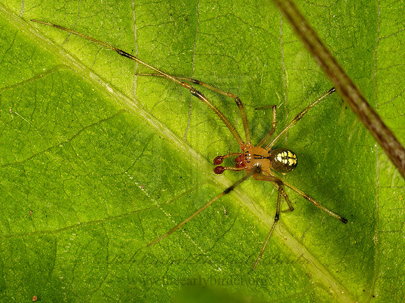 Theridion frondeum  COBWEB SPIDER 9079965z