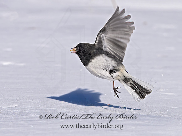 Junco hyemalis  DARK-EYED JUNCO 1300894z