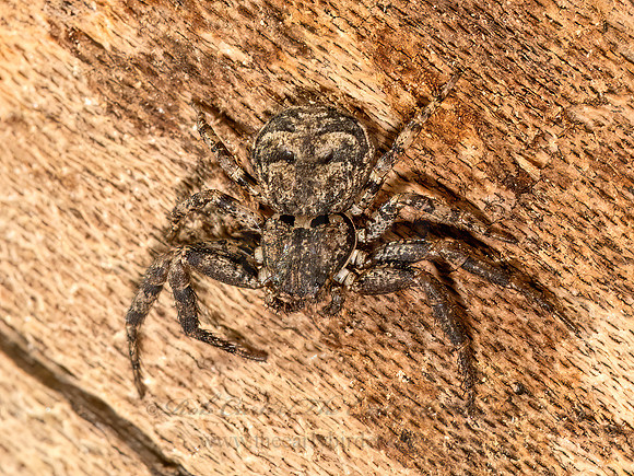 Bassaniana versicolor  BARK CRAB SPIDER 9081153z