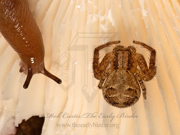 Xysticus  GROUND CRAB SPIDER 9080985z
