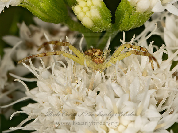 Mecaphesa  CRAB SPIDER 3041528z