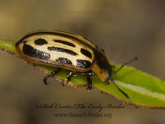 Chrysomela (Macrolina) scripta  COTTONWOOD LEAF BEETLE 3003116z