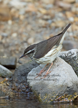 Parkesia motacilla  LOUISIANA WATERTHRUSH 9010765z