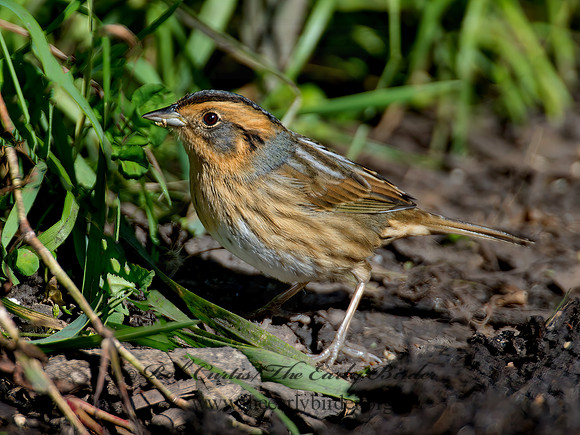 Ammospiza nelsoni  NELSON'S SPARROW 9004919z