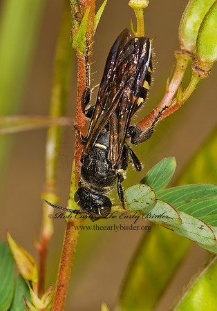 Myzinum obscurum  8008465z