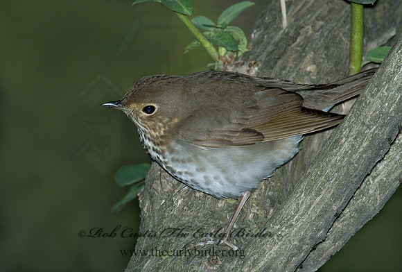 Catharus ustulatus  SWAINSON'S THRUSH 5007361z