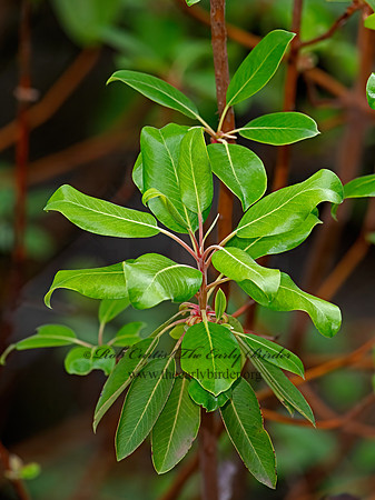 Arbutus xalapensis  TEXAS MADRONE 3035404-z