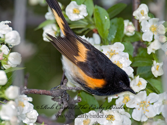 Setophaga ruticilla  AMERICAN REDSTART 5006468z