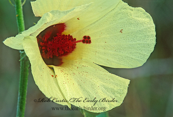 Hibiscus palustris peckii  CRIMSON-EYED ROSE-MALLOW 262821z