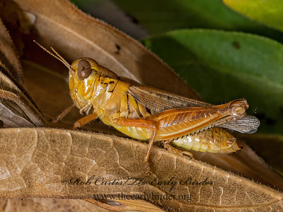 Melanoplus borealis  NORTHERN SPUR-THROAT GRASSHOPPER 3024470z