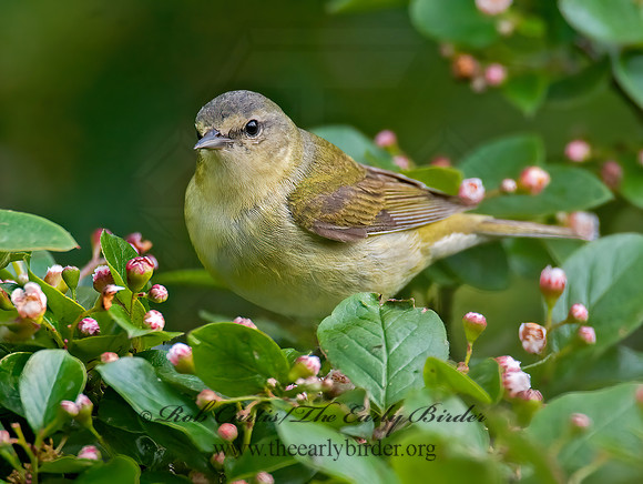 Leiothlypis peregrina  TENNESSEE WARBLER 8022354z