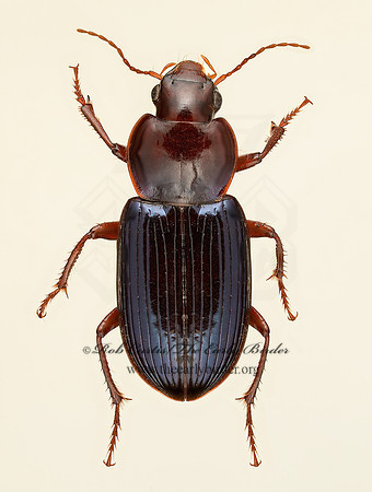 Discoderus amoenus 9020117z