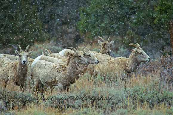 Ovis canadensis  BIGHORN SHEEP 102402z