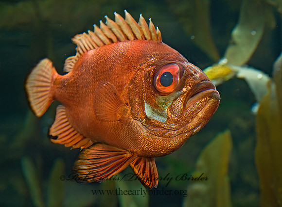 Pristigenys serrula  POPEYE CATALUFA 8015999z