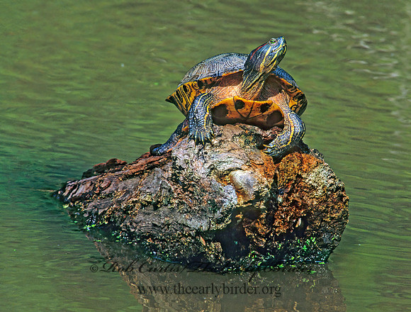 Trachemys scripta elegans  RED EARED SLIDER  172215z