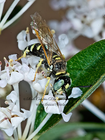 Philanthus  BEEWOLF  7010305z