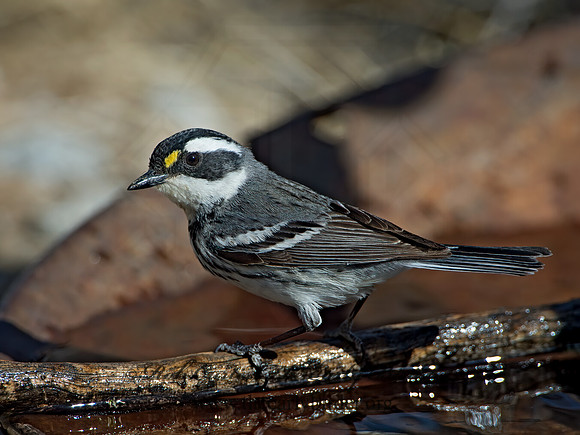 Setophaga nigrescens  BLACK-THROATED GRAY WARBLER 9056570z