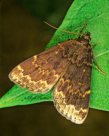 Idia lubricalis GLOSSY BLACK IDIA 155024z