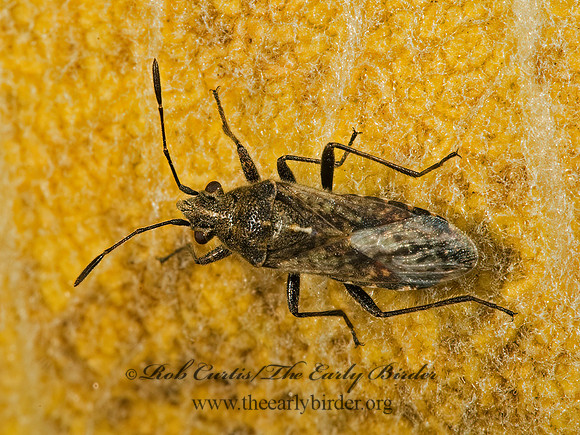 Neortholomus scolopax 5015886z