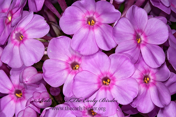 Phlox paniculata  GARDEN PHLOX 5011424z