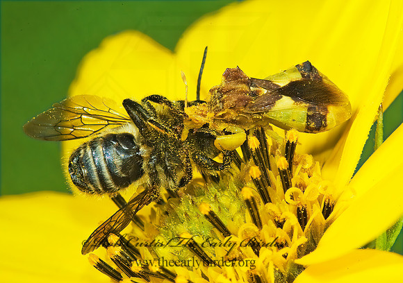 Phymata 5014626z