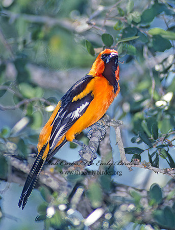 Icterus gularis  ALTAMIRA ORIOLE 90629z