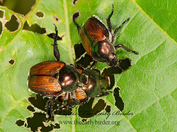 Popillia japonica 9003306z