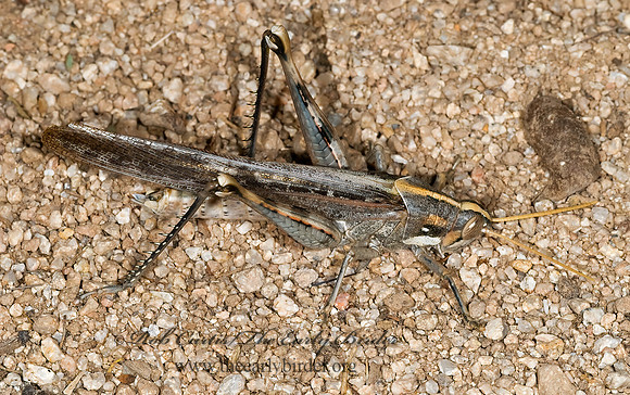 Schistocerca nitens BIRD GRASSHOPPER  6024680z