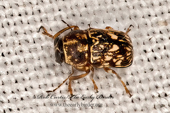 Pachybrachis 3  SCRIPTURED LEAF BEETLE 3033236z