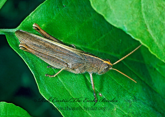 Schistocerca damnifica MISCHIEVOUS BIRD GRASSHOPPER 169227z