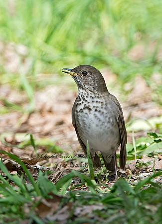 Catharus minimus  GRAY-CHEEKED THRUSH 9030101z