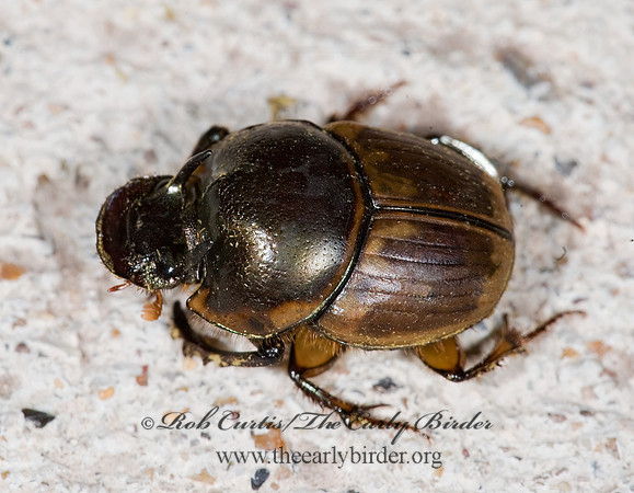 Digitonthophagus gazella  GAZELLE DUNG BEETLE 7005659z
