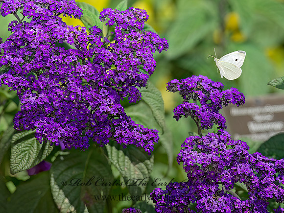 Heliotropium arborescens  GARDEN HELIOTROPE 9014048z