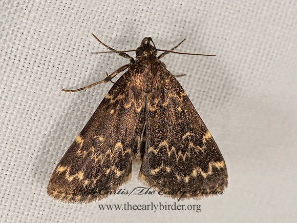 Idia lubricalis  GLOSSY BLACK IDIA 3022751z