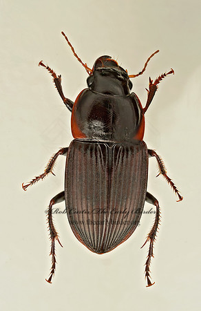 Anisodactylus (Gynandrotarsus) rusticus 9019452z