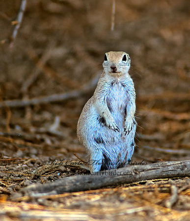 Xerospermophilus tereticaudus  ROUND-TAILED GROUND SQUIRREL 108718z