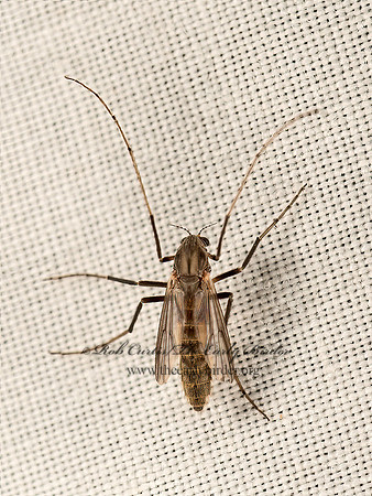 Glyptotendipes  MIDGE 9048779z