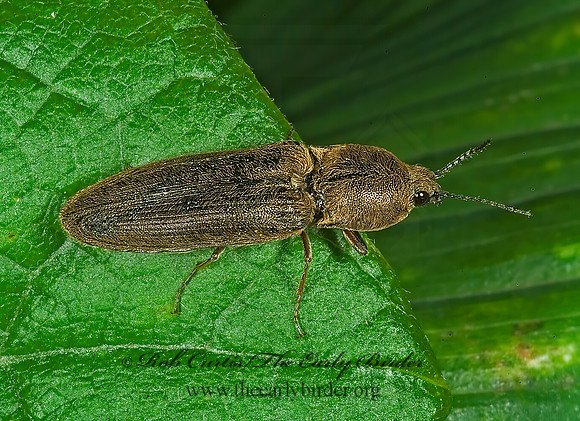 Limonius griseus 4001917z
