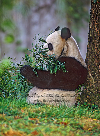 Ailuropoda melanoleuca  GIANT PANDA 159236-1z