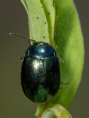 Chrysolina (Hypericia)  GREEN LEAF BEETLE 8037164z