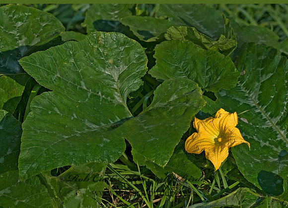 Cucumis sativus  CUCUMBER 6016324z