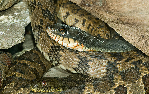 Nerodia rhombifer  DIAMONDBACK WATER SNAKE 4002079z