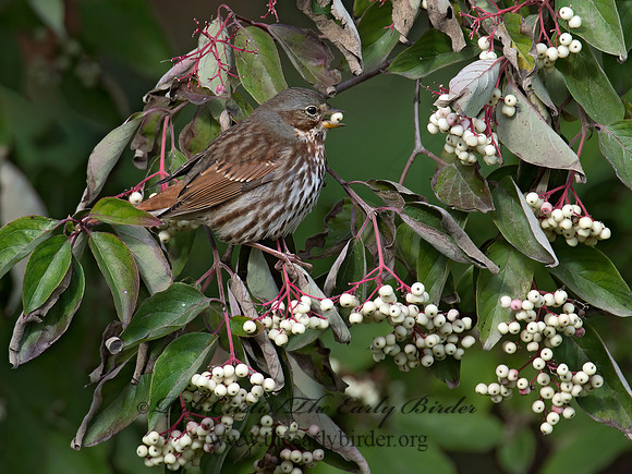 Passerella iliaca  FOX SPARROW 9015647z