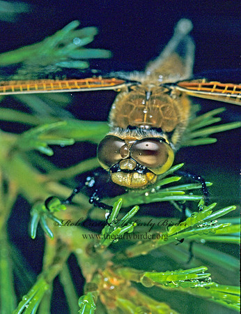 Libellula quadrimaculata FOUR-SPOTTED SKIMMER 176629