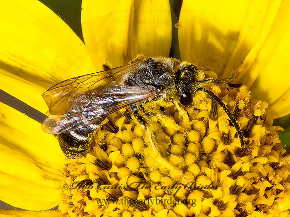 Halictus  STRIPED SWEAT BEE 3023891z
