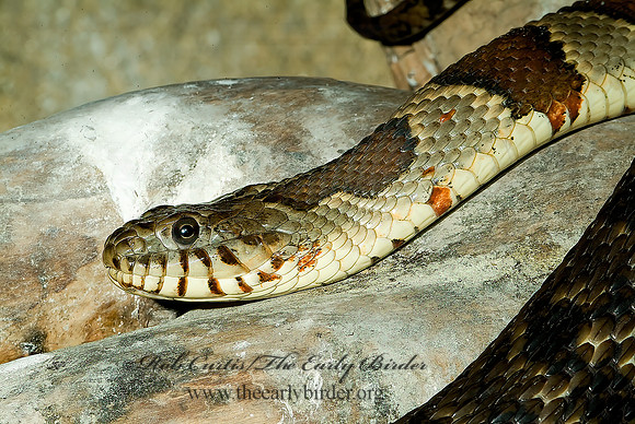 Nerodia sipedon  NORTHERN WATER SNAKE 4002036z