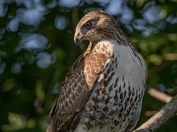 Buteo Jamaicensis RED-TAILED HAWK 9090538z
