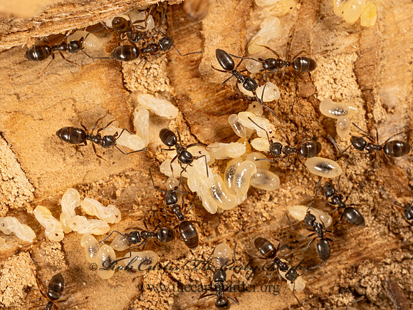 Tapinoma sessile  ODOROUS HOUSE ANT 9079812z-