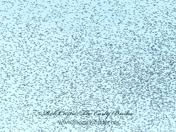 Chironomidae  NON-BITING MIDGE 8022355z